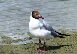 Larus Brunnicephalus