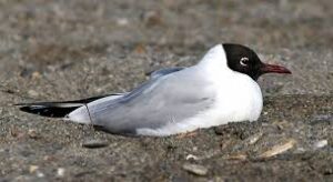 Larus Ridibundus