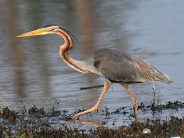 Ardea Purpurea