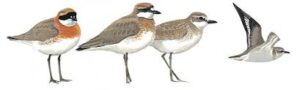 Charadrius Mongolus