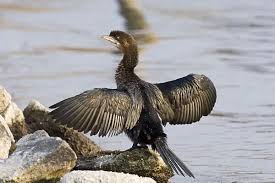 Phalacrocorax Pygmeus