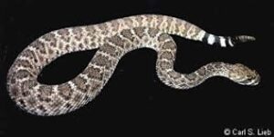 Crotalus