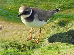 Charadrius Hiaticula