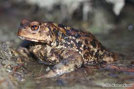 Bufo eichwaldi