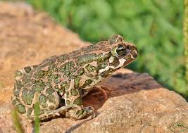 Bufo Virdis Laurent