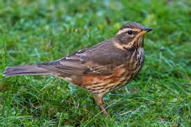 Turdus Iliacus