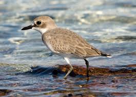 Charadrius Leschenaultii