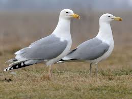 Larus cachinnans