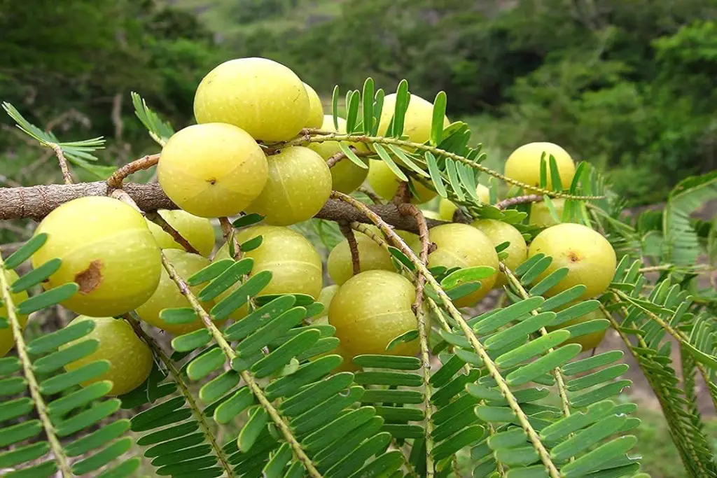 آمله Phyllanthus emblica