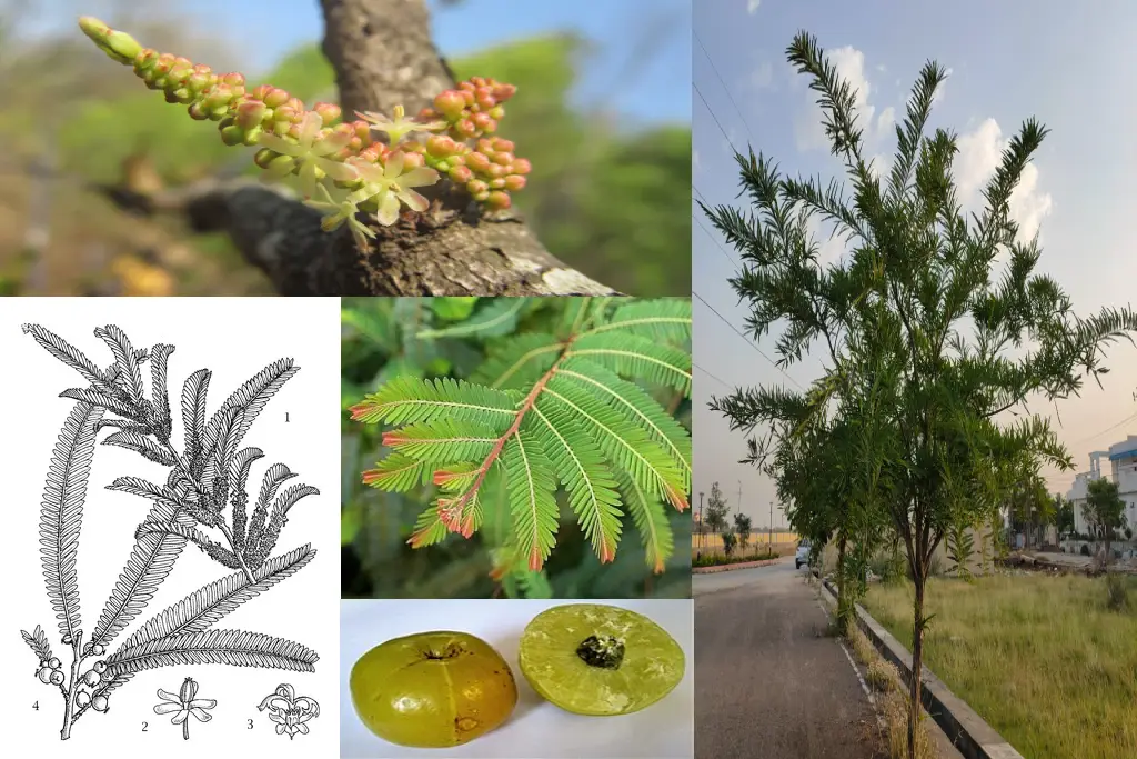 خواص آمله Phyllanthus emblica