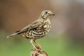 Turdus Viscivorus