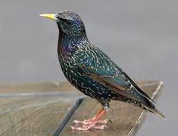 Sturnus Vulgaris