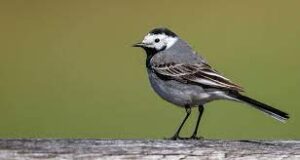 Motacilla Alba