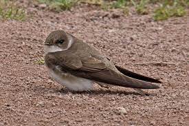 Sand Martin