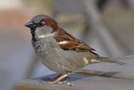 Passer Domesticus