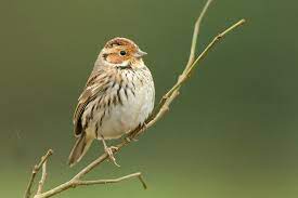 Emberiza Pusilla