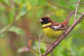 Emberiza Aureola