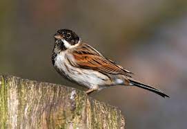 Emberiza Schoeniclus