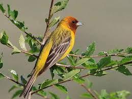 Emberiza Bruniceps