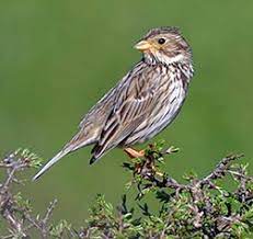 Emberiza Calandra