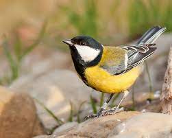 Parus Major