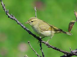 Phylloscopus Trochiloides