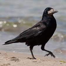 Corvus Frugilegus