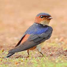 Hirundo Daurica