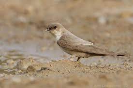 Hirundo Obsoleta