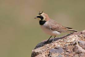 Eremophila Alpestris