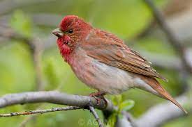 Carpodacus Erythrinus