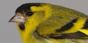  Carduelis Spinus