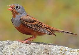 Emberiza Caesia