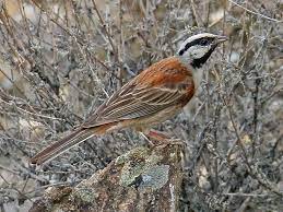 Emberiza Stewarti