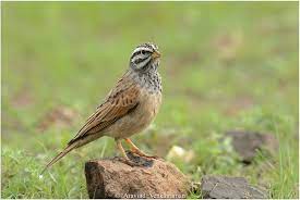 Emberiza Striolata