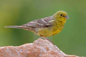 Emberiza Cineracea