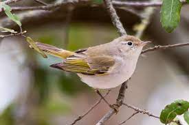 Phylloscopus Bonelli