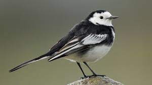 Motacilla Alba