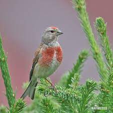 Carduelis Cannabina