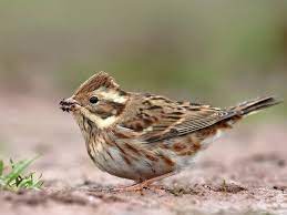 Emberiza Rustica