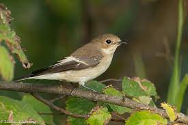 Ficedula Hypoleuca