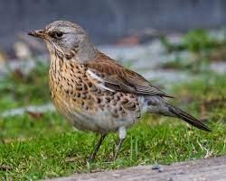 Turdus Pilaris