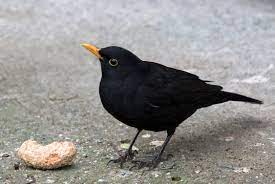 Turdus Merula