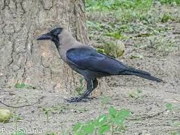 Corvus Splendens