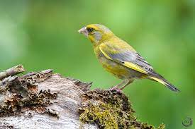 Carduelis Chloris