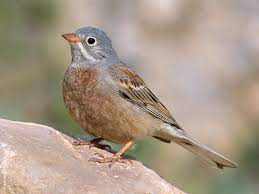 Emberiza Buchanani