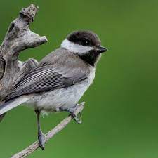 Parus Lugubris