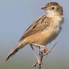 Cisticola Juncidis