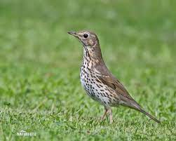 Turdus Philomelos