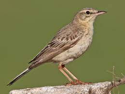 Anthus Campestris